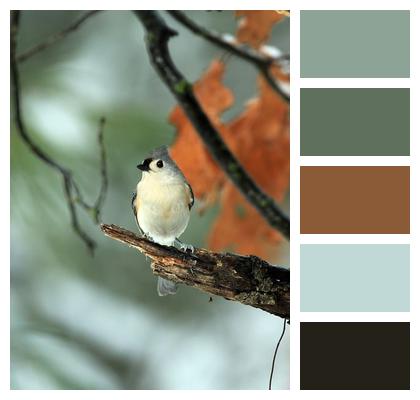 Perched Tufted Titmouse Bird Image